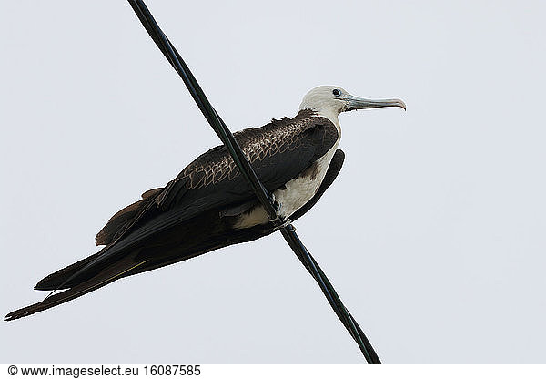 Magnificent Frigatebird (Fregata magnificens) Immature perched on wire observing  Puerto Lopez  Ecuador