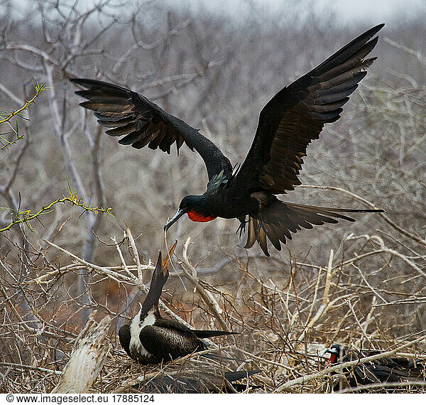 Magnificent frigatebird (Fregata magnificens) is flying up to the nest with a chick with a twig in its beak. Galapagos Islands. Birds. Ecuador.
