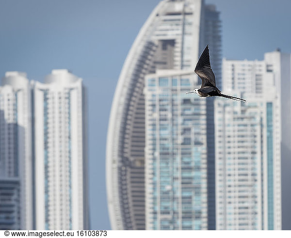 Magnificent Frigatebird (Fregata magnificens)  juvenile flying against skyscrapers  Punta Pacifica  Panama City  Panama  March