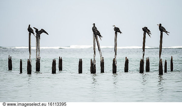 Magnificent Frigatebird (Fregata magnificens) standing on poles by the sea  Cahuita national park  Costa rica