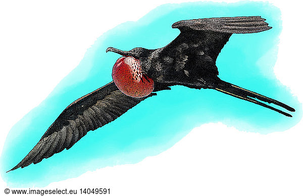 Magnificent Frigatebird  Illustration
