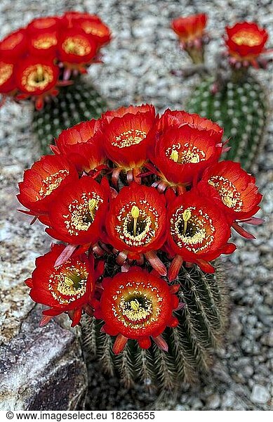 Magnificent Scarlet Cactus (Cereus)  in Bloom (Tricocereus)