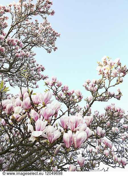 Magnolia Blossoms  North Rhine-Westphalia  Germany