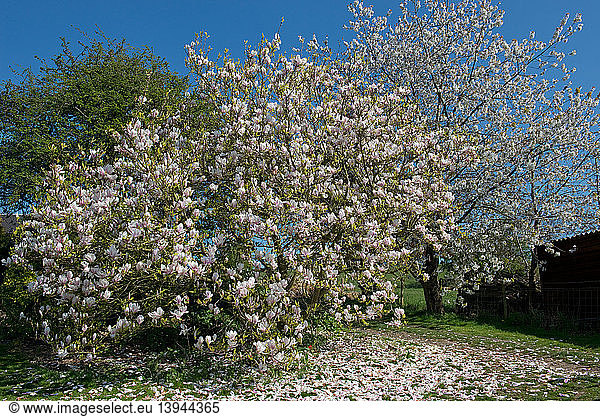 Magnolia Tree and Petals
