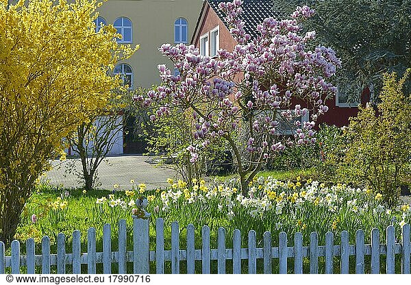 Magnolias in bloom in the garden Magnolia tree in bloom in the garden with daffodils and forsythia  garden fence