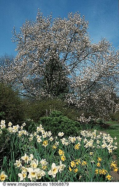 Magnolie  Laubbaum  Laubbäume  Gartenpflanzen  Zwiebelpflanzen  Blumenbeet  Europa  Frühling  Frühjahr  vertikal  blühend  und Osterglocken  Deutschland (Magnolia cobus)  Deutschland  Europa