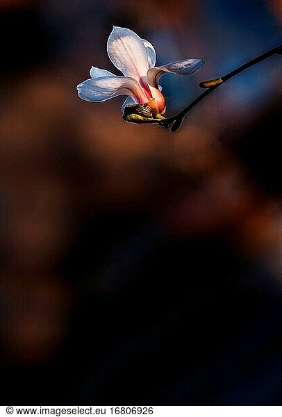 Magnolienblüte