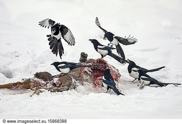 Magpies eating from a deer carcass; Steamboat Springs  Colorado  United States of America
