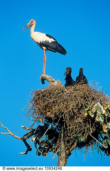Maguari Stork at Nest