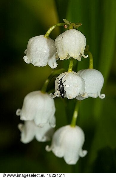 Maiglöckchen Blütenrispe mit einigen geöffneten weissen Blüten und schwarzen Käfer