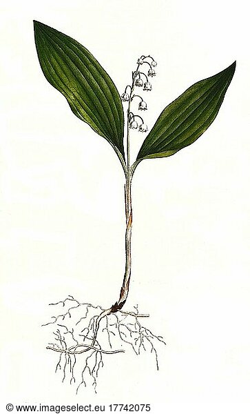 Maiglöckchen (Convallaria majalis)  Historisch  digital restaurierte Reproduktion einer Vorlage aus dem 19. Jahrhundert