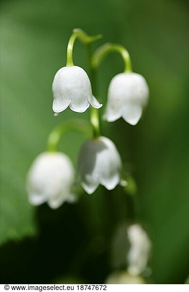 Maiglöckchen (Convallaria majalis)  Reit im Winkl  Chiemgau  Oberbayern  Bayern  Deutschland  Europa