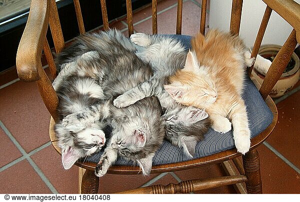 Maine-Coon-Katzen  Kätzchen  schlafen auf Stuhl  Maine Coon Katze