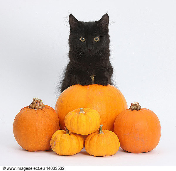 Maine Coon Kitten & Pumpkins