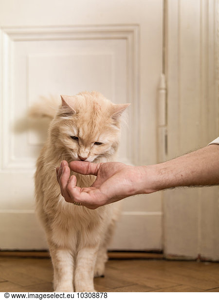 Maine Coon smelling man's hand