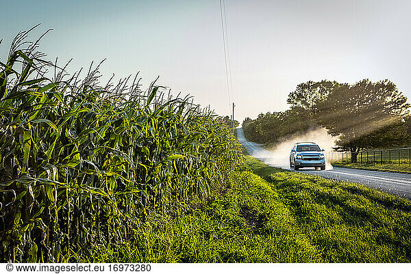 Mais im Wachstum  während ein Lastwagen mit Staub vorbeifährt