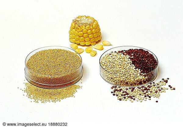 Mais (Zea mays)  Amaranth (Amaranthus) und Quinoa (Chenopodium quinoa)