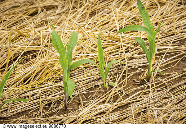 Mais Zuckermais Kukuruz Amerika klein Pflanze umgeben Verbindung Stroh Pennsylvania