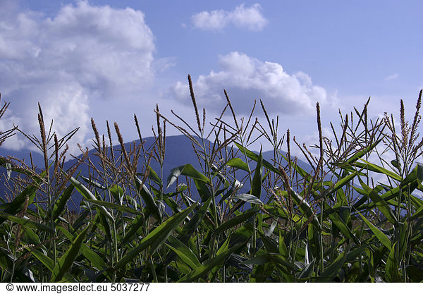 Mais Zuckermais Kukuruz Berg Wachstum Pflanze Feld Ansicht Bauer