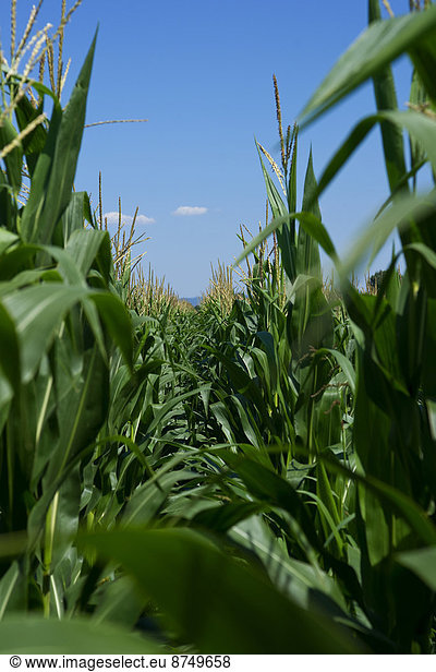 Mais Zuckermais Kukuruz sehen Pflanze Feld blättern Reihe Deutschland