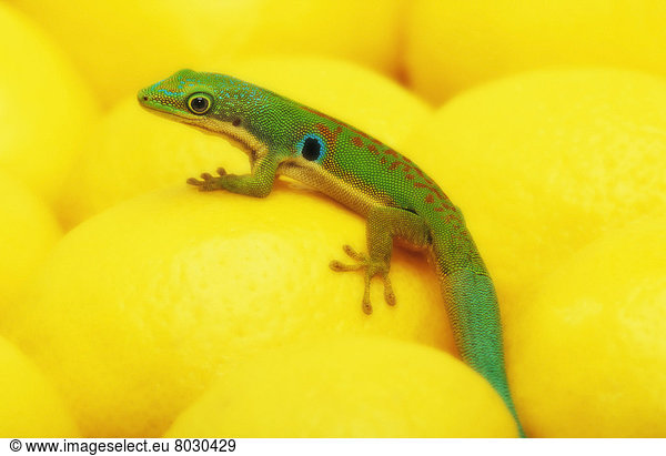 Mais  Zuckermais  Kukuruz  Tag  gelb  Gecko