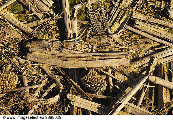 Mais Zuckermais Kukuruz Vereinigte Staaten von Amerika USA Landwirtschaft ernten Nutzpflanze Nostalgie Close-up Feld Rest Überrest Mississippi neu anpflanzen