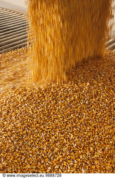 Mais Zuckermais Kukuruz Vereinigte Staaten von Amerika USA nahe Getreide reinkommen Bewegung Landwirtschaft ernten Großstadt Pflanze Ansicht Samen Ethanol Bohrmaschine Bohrer Iowa Sioux