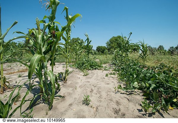 Mais Zuckermais Kukuruz Wachstum Dorf Botswana