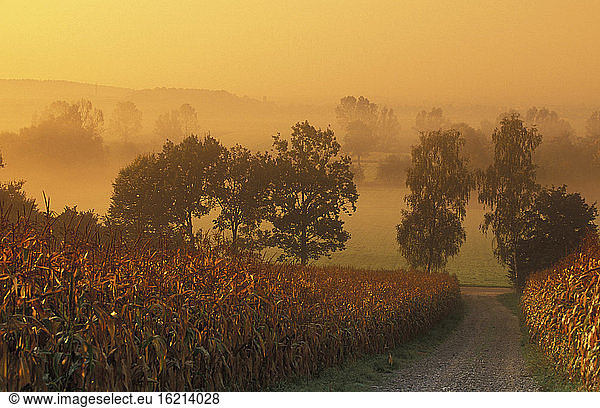 Maisfelder  Bayern  Deutschland