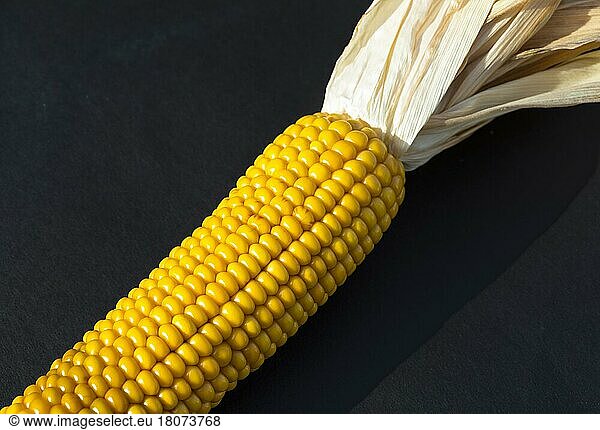 Maiskolben  Studioaufnahme  einfarbiger Hintergrund  Einzelner getrockneter Maiskolben  Mais (Zea mays)  Stillleben