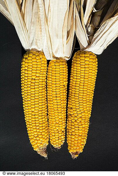 Maiskolben  Studioaufnahme  einfarbiger Hintergrund  3 getrocknete Maiskolben  Mais (Zea mays)  Stillleben