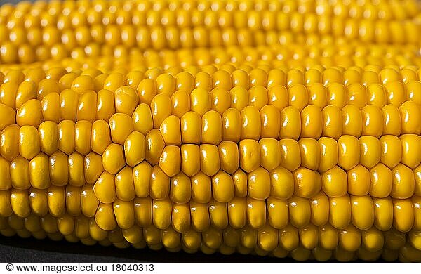 Maiskolben  Studioaufnahme  einfarbiger Hintergrund  Maiskörner (Zea mays) in Reihen am Maiskolben  Mais  Stillleben