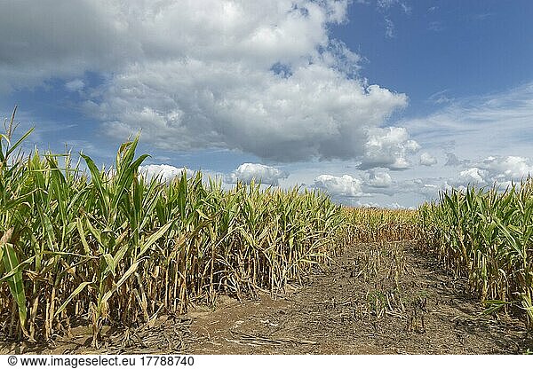 Maize field (Zea mays)  Kempen  NRW  Germany  Europe