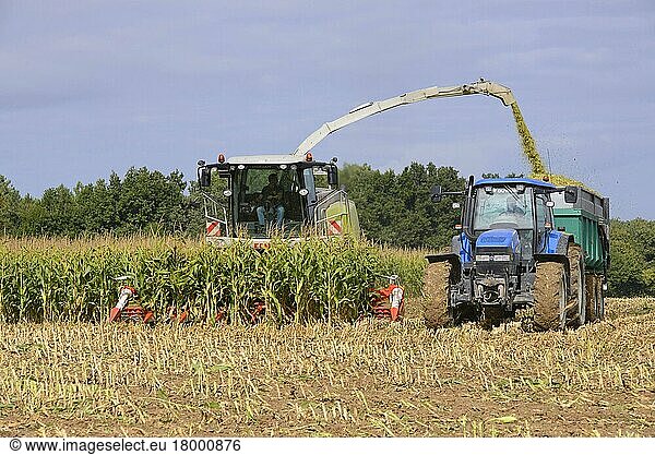 Maize (Zea mays) crop  Claas forage harvester harvesting field  loading tractor and trailer  Luze  Richelieu  Indre-et-Loire  Central France