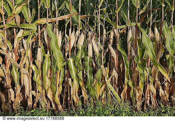 Maize (Zea mays)  Kempen  NRW  Germany  Europe