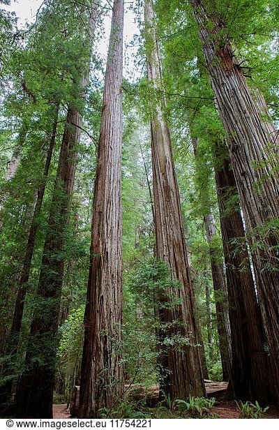 Majestic  old growth California Redwood trees.