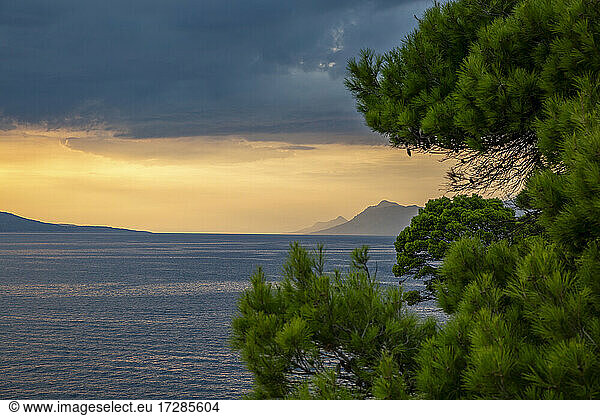 Makarska Riviera bay at dusk with tree in foreground