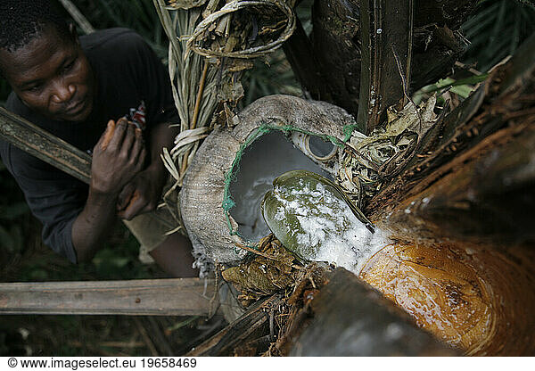 Making palm wine in the jungle