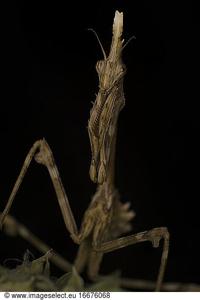 Makro empusa Fotografie  Mantis Mimikry auf Vegetation warten auf eine Beute