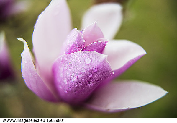 Makro Magnolie Frühlingsblume nach einem Regen