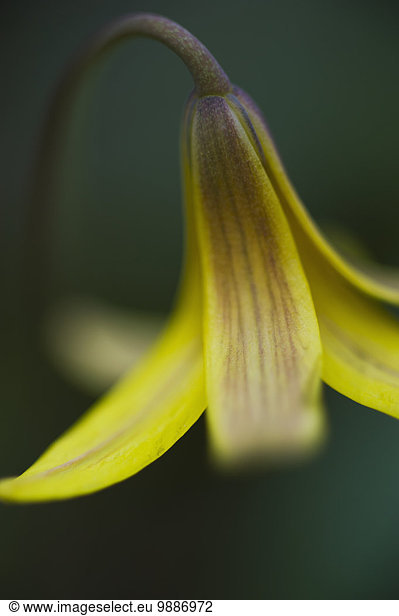 Makroaufnahme Detail Details Ausschnitt Ausschnitte Blume gelb klein Kanada Ontario