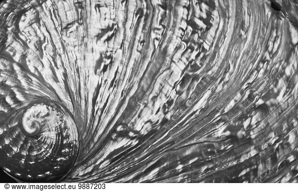 Makroaufnahme Fotografie abalone Seeohr Haliotis Meerohr silberfarben