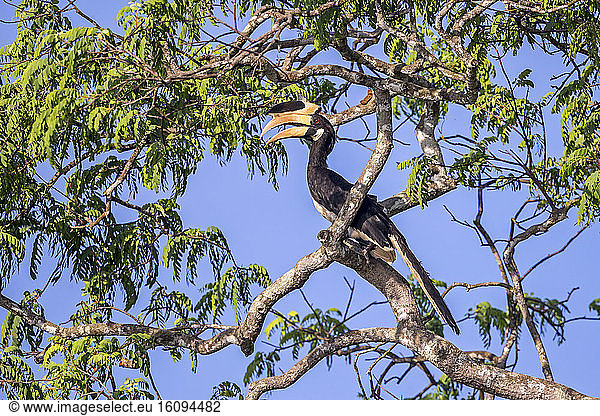 Malabar Pied Hornbill (Anthracoceros coronatus) on a branch  Wilpattu National Park  Northwest Coast of Sri Lanka