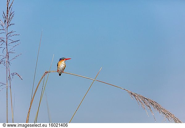 Malachit-Eisvogel (Corythornis cristatus. Okavango-Delta. Botswana.