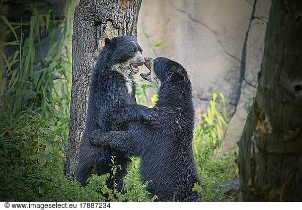 Malaienbär (helarctos malayanus)  Kampf zwischen zwei Tieren  captive