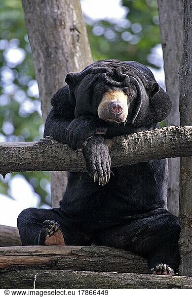 Malaienbär (Helarctos malayanus) Malayan Sun Bear Adult auf Baum on tree Vorkommen: Asien Asia