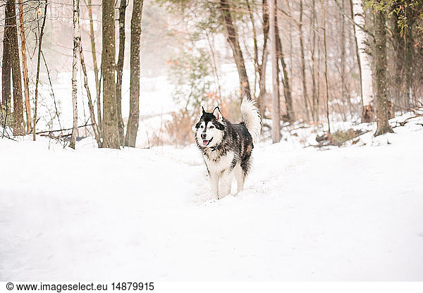 Malamute dog in snow landscape