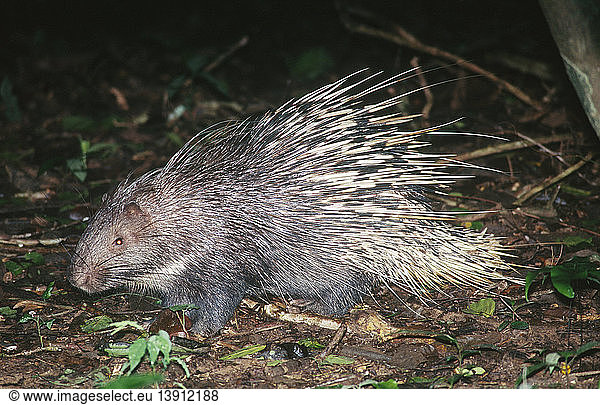Malayan Porcupine (Hystrix brachyura)