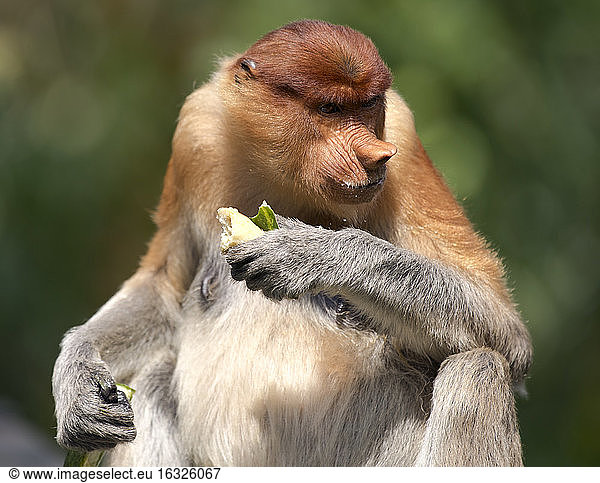 Malaysia  Borneo  Sabah  portrait of eating female proboscis monkey