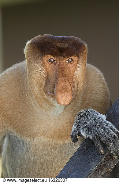 Malaysia  Borneo  Sabah  portrait of male proboscis monkey